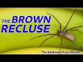 The Spiders in Your House - The Brown Recluse