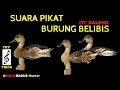 Download Lagu Suara Pikat Belibis, Dijamin Ngumpul Try Trick