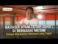 Download Lagu Rahasia Sukses Manajemen Vaksinasi Ayam Broiler, Tingkatkan Imun \u0026 Produktivitas Ayam
