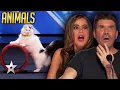 Lagu Animal Auditions That Left The Judges SPEECHLESS On America's Got Talent