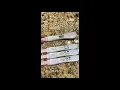 Initial Beta Results Are In Pregnancy Line Progression 10-13 DPO TTC Naturally at 39
