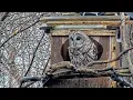The Barred Owl Cam Returns Female Lays First Egg of 2026 Breeding Season Mar 11 2026