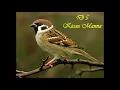 Download Lagu Masteran Burung Gereja Cukup Dengan 5 MENIT Saja