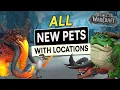 ALL New Hunter PETS Where To Get Them WoW Dragonflight - Lesser Dragonkin Taming Many More