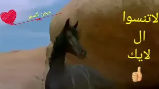 الفنان وسام مرهج كيفك يا حبيب الروح دندنها