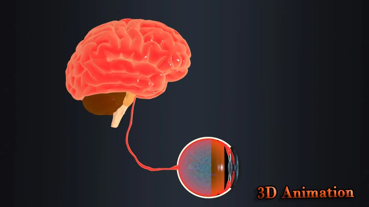 Retina of human Eye (3D Animation)