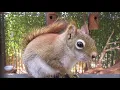 Download Lagu Eekhoorn Experience in Etten Leur - Winkelen en bezoek bij vogels en de Eekhoorns door Tine de Jong
