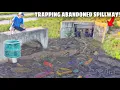 Download Lagu Trapping Aquarium Fish in ABANDONED SPILLWAY!