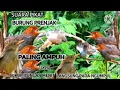 Download Lagu Suara pikat burung prenjak kepala merah Auto Nempel!!!