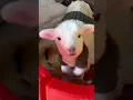 kambing lucu #masuk beranda #sorts #animals #funnyanimals #funnymoments #funnyvideo #embek #video