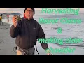 How to Razor clam in Long Beach Washington