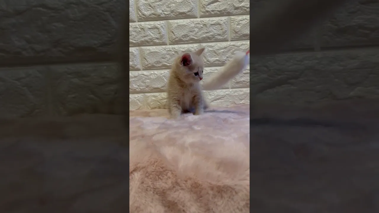 動画