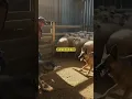 Lagu Wolf Attacks Sheep Pen — Farmer and Dog Intervene Just in Time!