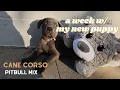 FIRST WEEK WITH MY NEW PUPPY cane corso pitbull mix