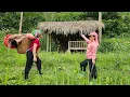 Download Lagu The kind aunt took the girl away from her husband to a hut by the field, Hoang Tieu Van