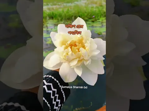 সকালবেলার  পদ্মবিল অসাধারণ। #shorts #shortvideo #ytshorts #viral #shortsfeed