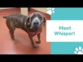 Meet Whisper