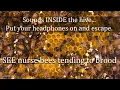 Download Lagu Sounds from Inside the Bee Hive, Healthy Honey Bee Sounds, ASMR, the brood frame, healthy resonance.