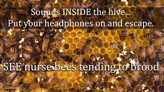Sounds From Inside The Bee Hive Healthy Honey Bee Sounds ASMR The Brood Frame Healthy Resonance 