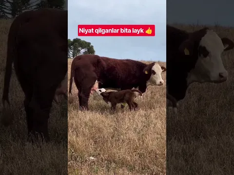 BULLS #farm #farming #animals #geremfort #anggus #avlikol #semental #galishteyin #cow #bull #buqa