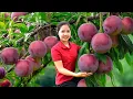 Lagu Harvesting 1000 + Kg Giant Plum Garden To Sell At Market | Tieu Ca Free Bushcraft