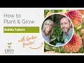 How to Plant and Grow Dahlia Tubers