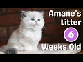 Ragdoll Kittens 6 Weeks Old Meet Amane s Litter So Cute