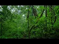Fall Asleep Immediately with Heavy Rain - Tropical Rainforest Sounds for Sleeping & Relaxation