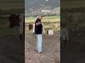 Two Years One Heifer And Now THIS