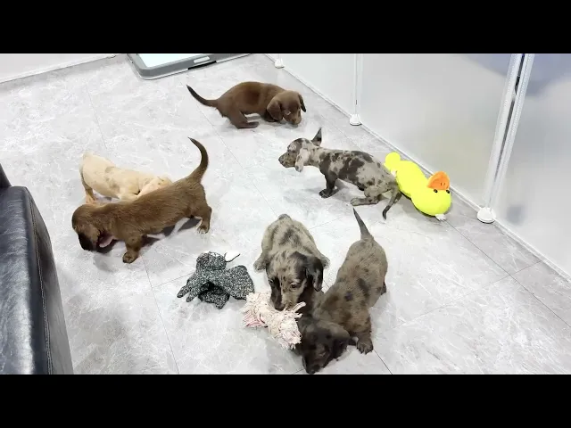 動画
