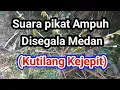 Suara Pikat Ampuh disegala Medan | Kutilang Kejepit | Khusus Burcil #Pikat_Burung