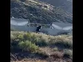 A Bear Runs Across The Cajon Pass