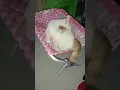 Download Lagu wow kgwafa samo snay cat  /cat's #cat #satisfying #shortsfeed #animallovers