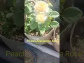 Peach Avalanche Rose Plant🌹@Idrisibuttonstore