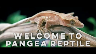 Pangea Reptile Welcome