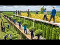 Download Lagu The Biggest Banana Harvest of 2025 🍌 You've Never Seen a Harvest Like This!