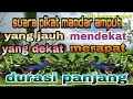 Download Lagu Suara burung mandar Sawah Mp3 Cocok Buat mikat #Burung_mandar