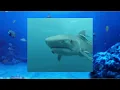 The great white shark singing i m blue Gif style