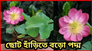 ছোট হাঁড়িতে বড় পদ্মের গোপন রহস্য 🪷