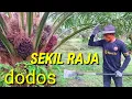Download Lagu Disini paling mudah cara panen sawit turun buah turun pelepah sekil raja dodos