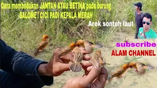 how to distinguish male or female salome birds or red headed rice birds salome birds rice birds