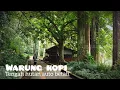 Download Lagu Warung kopi ditengah hutan auto betah