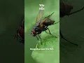 Download Lagu Why do flies buzz?