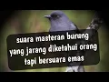 Download Lagu burung murai air,suara jernih cocok buat masteran burung anda💯👍👍👍