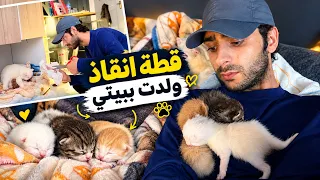 جبت قطة من الشارع وبعد يومين ولدت القطة كيف تولد بالبيت دندنها