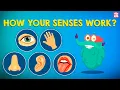 Download Lagu How Your Senses Work? | The Five Senses | The Dr Binocs Show | Peekaboo Kidz