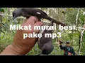 Download Lagu Cara pikat burung murai besi pake pulut lidi atau murai air, mikat herung, #jeprissihotangkicaupikat