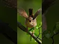 Download Lagu AMAZING//THE EURASIAN WREN (Troglodytes troglodytes)