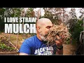 Mulching your GARDEN for beginners Using Straw as mulch