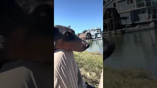 #Fyp #dream #pets #doberman